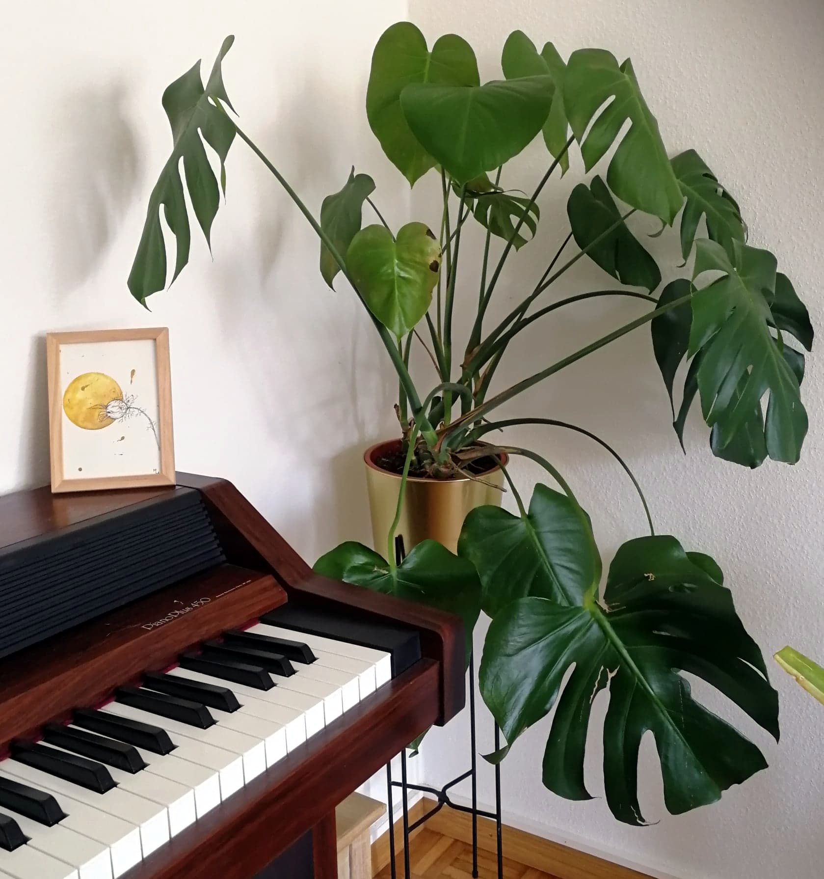 Aquarelle arachnoïde nigelle monstre planète plante mlam noiram marion-lorraine poncet piano