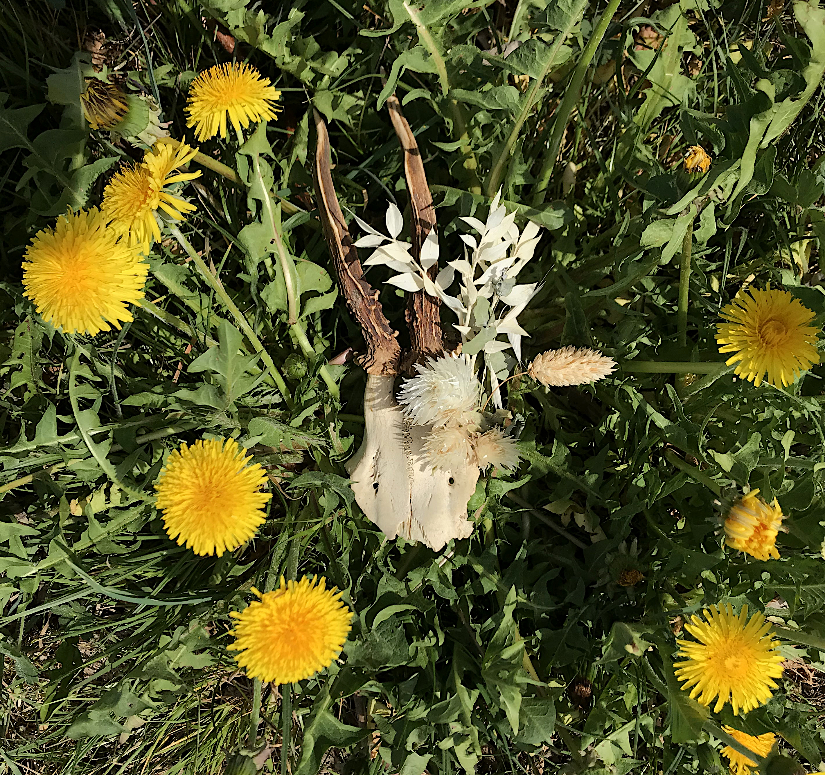 Crâne, mlam, noiram, création organique, fleurs séchées