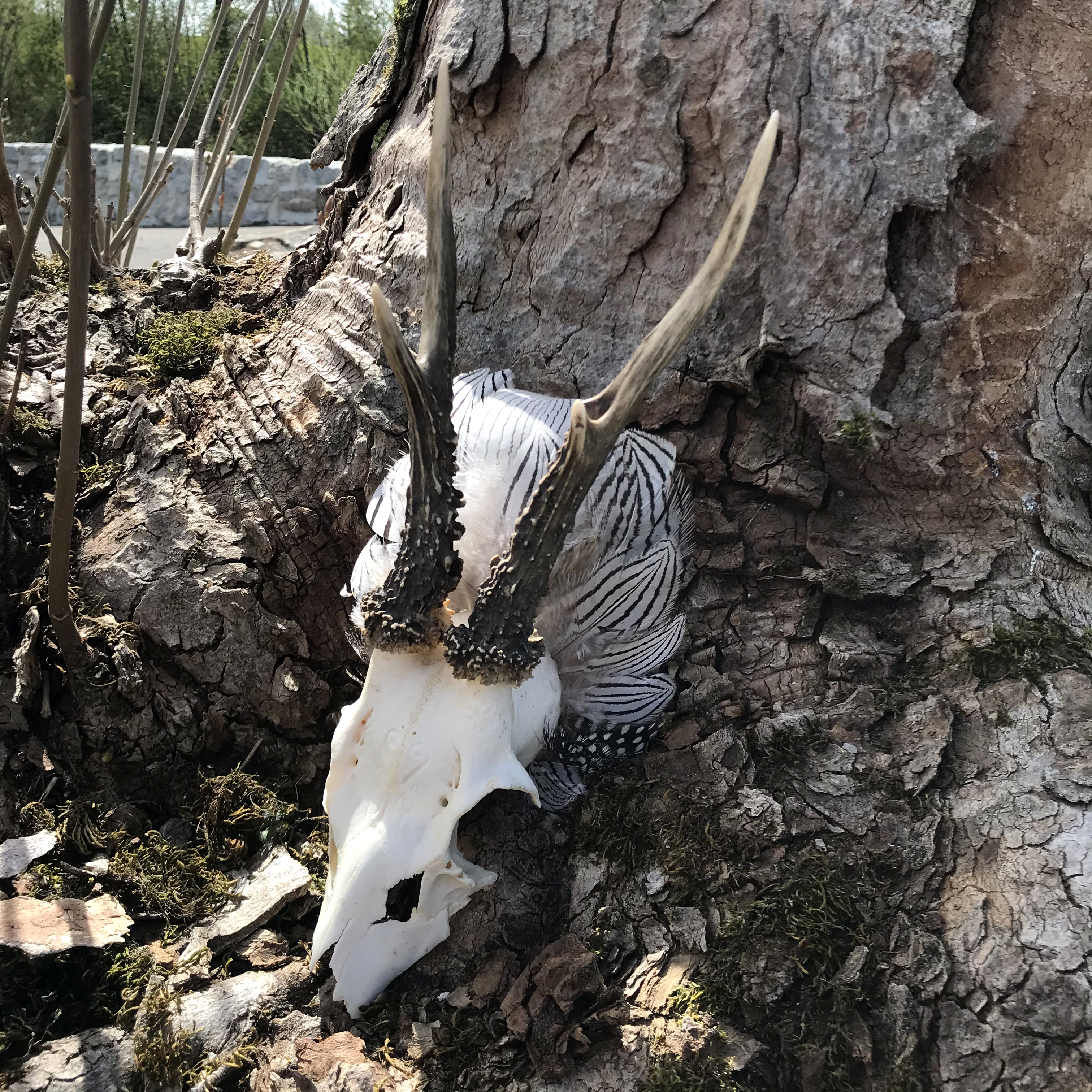 Crâne, mlam, noiram, création organique, plumes