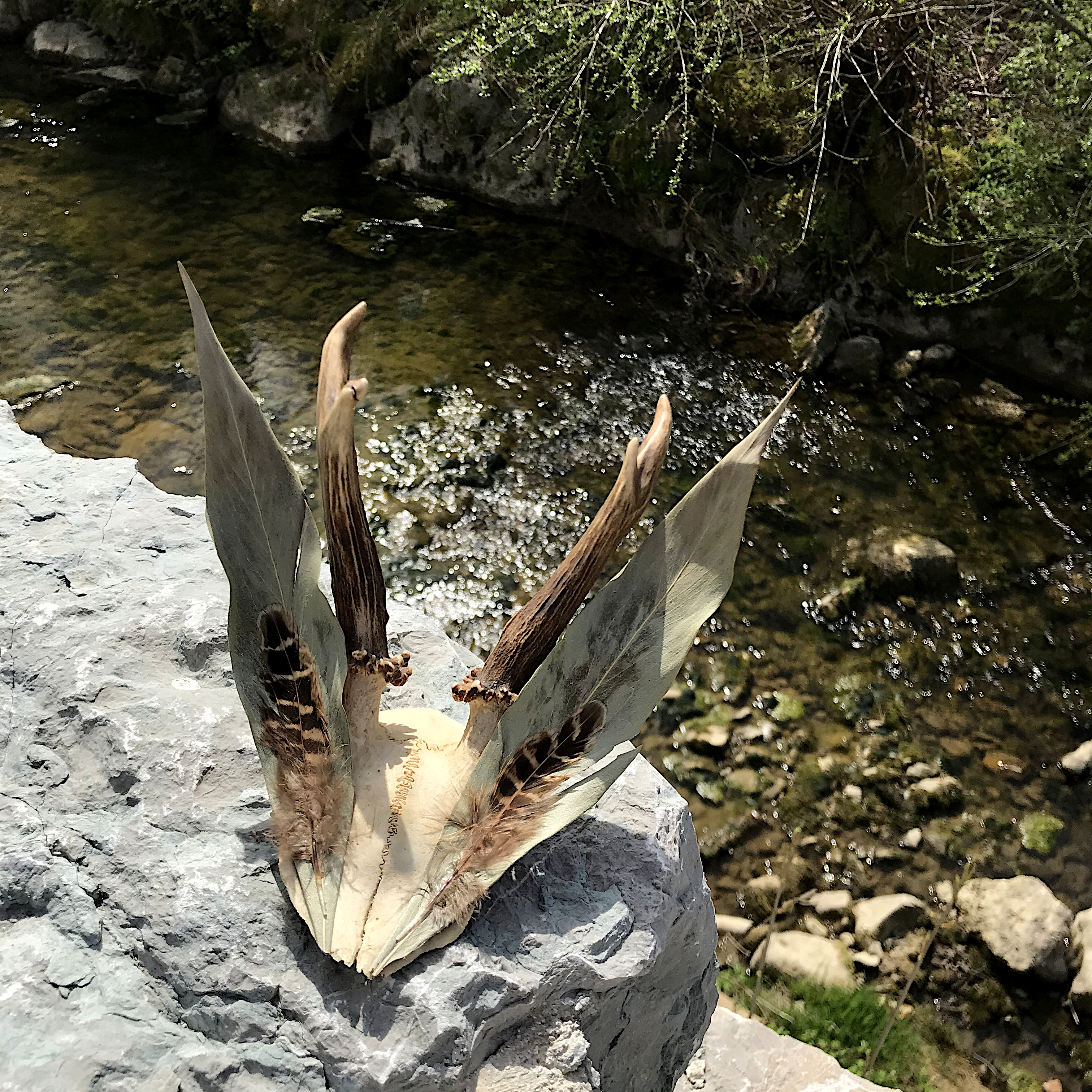 Crâne, mlam, noiram, création organique, plumes