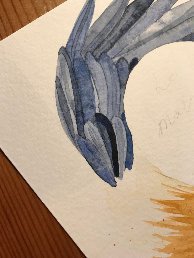 Croquis noiram mlam poncet la maladie me guérit corbeau aile renard queue