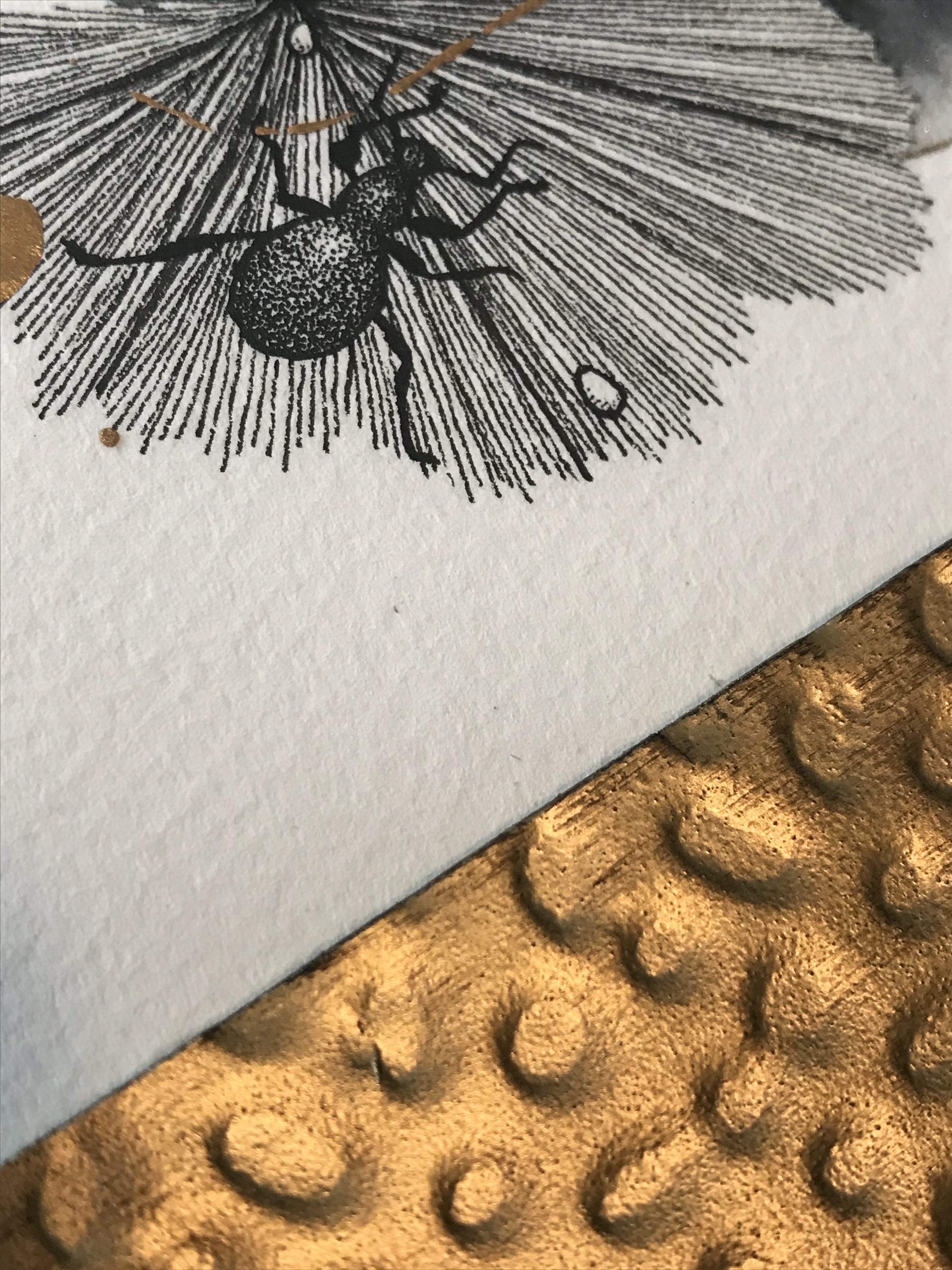 Aquarelle la métamorphose d'Hadès scarabé alchémille planète plante mlam noiram marion-lorraine poncet