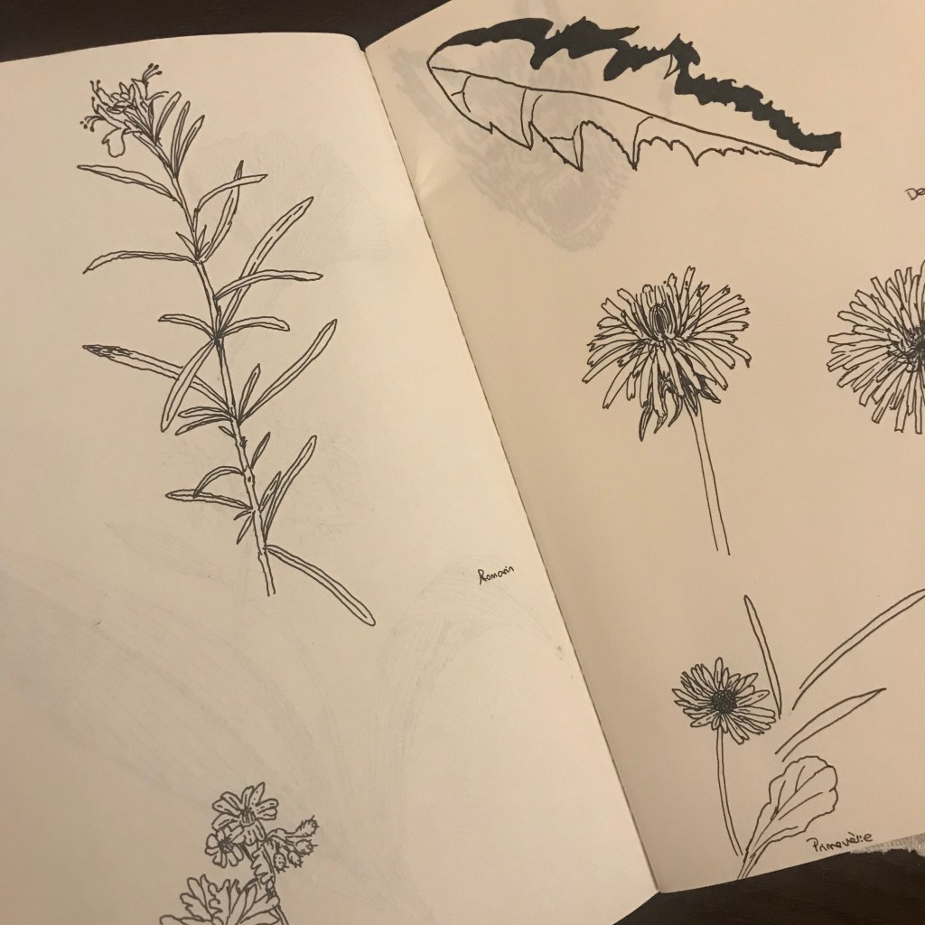 Croquis noiram mlam poncet romarin pissenlit primevère herbier