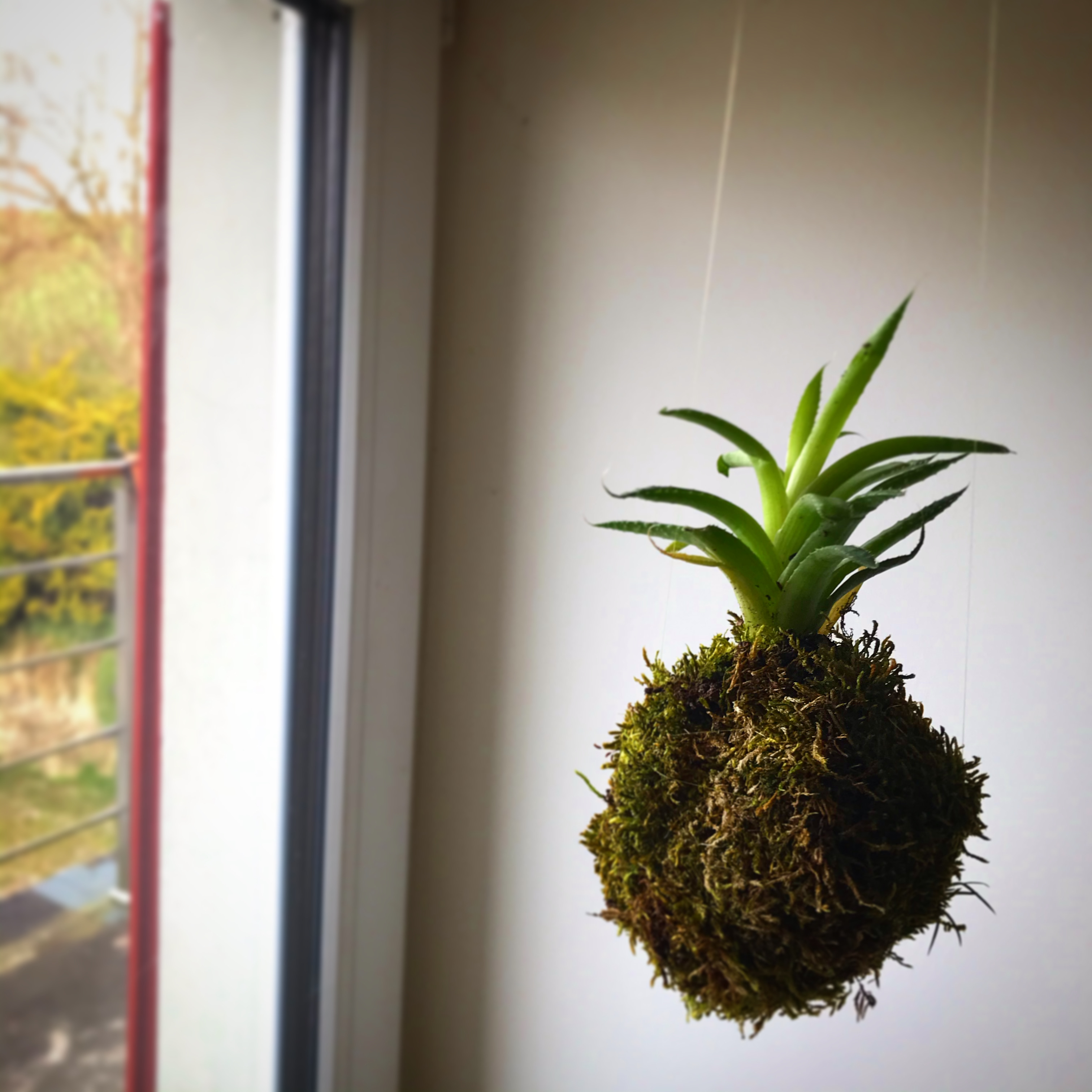 Plante, mousse, mlam, noiram, création organique, plumes, kokedama