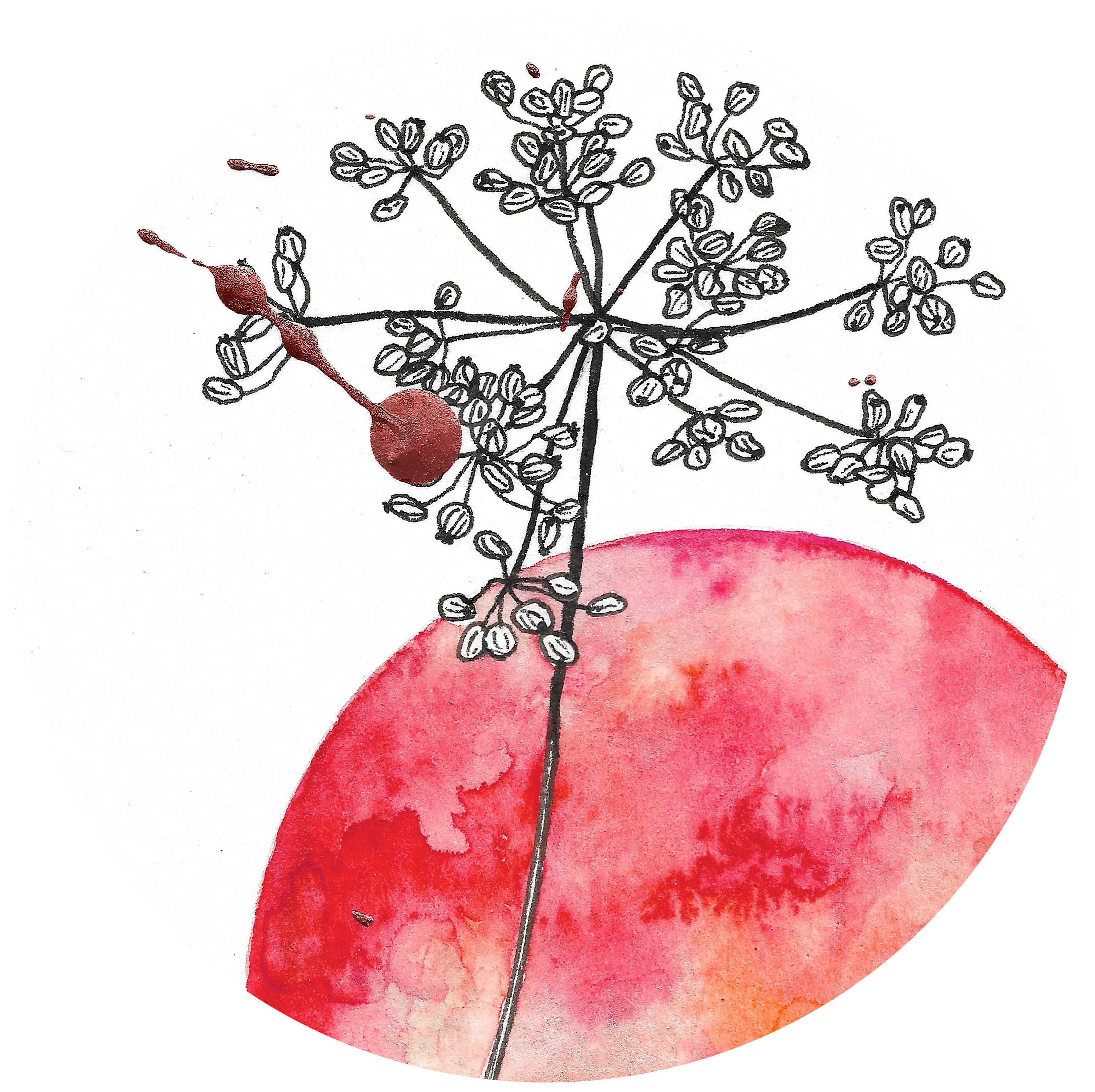 Aquarelle magma mlam noiram marion-lorraine poncet planète plante graminée bronze