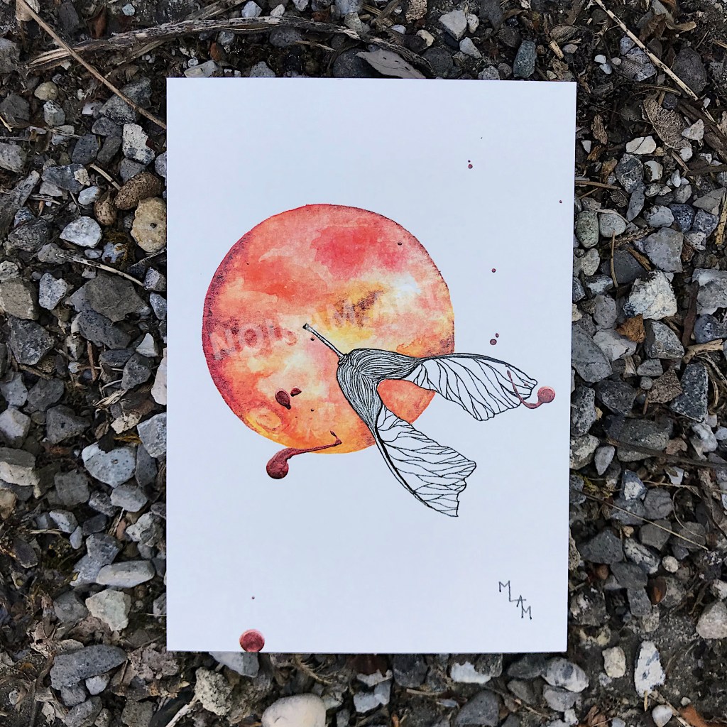 Aquarelle arès akène érable rouge planète plante mlam noiram marion-lorraine poncet carte