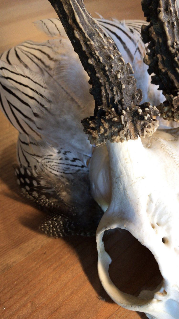 mlam noiram crâne plumes