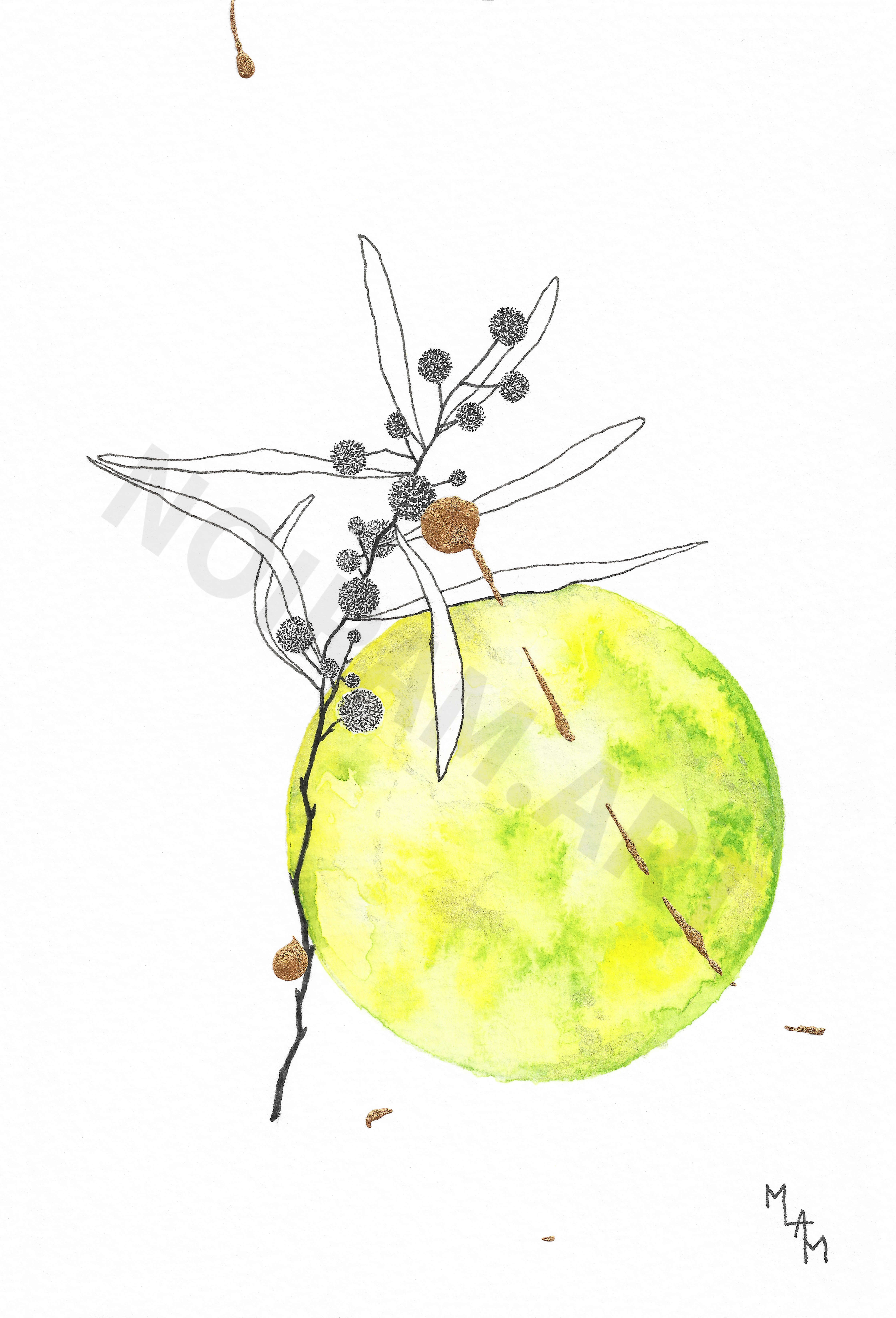 mlam marion-lorraine poncet noiram aquarelle mimosa nul ne sait à quel point je t'aime planète